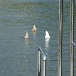 Hausboot Moselrose In 보트호텔 Polich