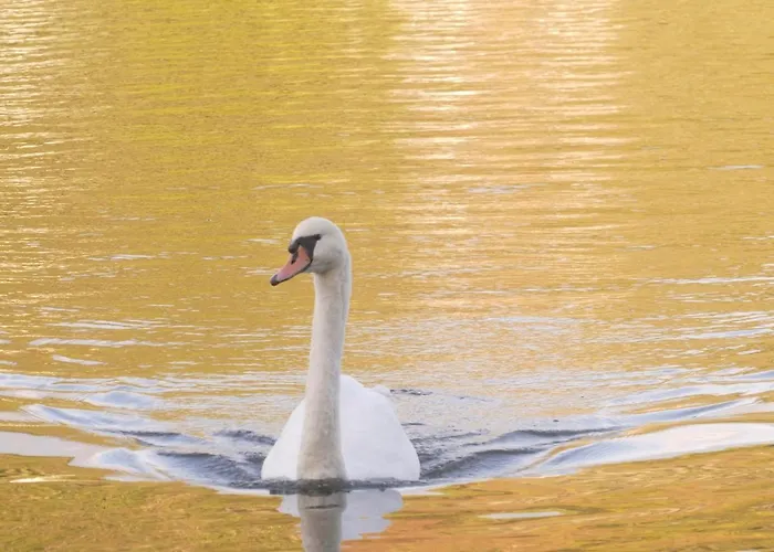 Hausboot Moselrose In Botel Polich